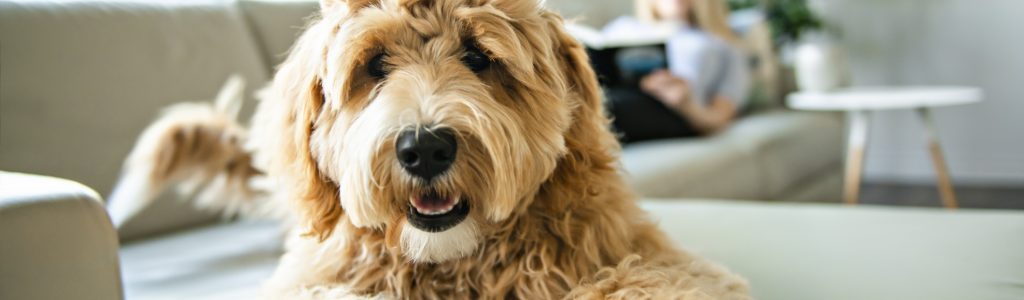 Pet dog safe from electric shock at home - Full Circuit Electrical